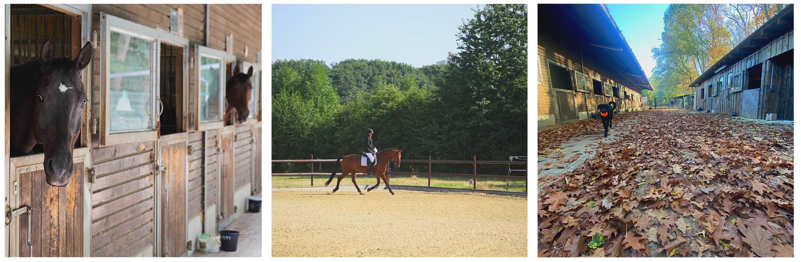 RSV Köln Rodenkirchen e.V - Reiten im Kölner Süden