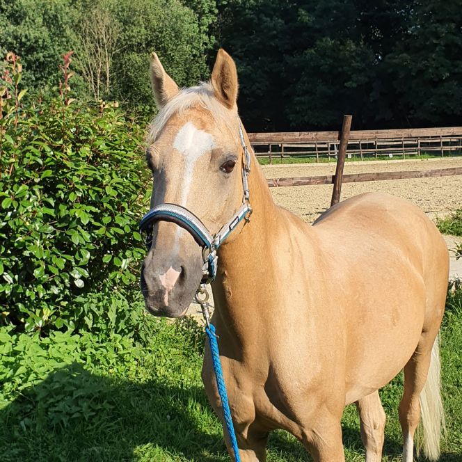 foto_pferd_JimBob